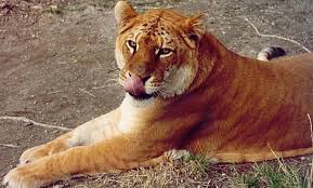 interest in tigons because - via Daymix