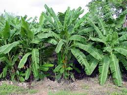 A group of  banana plants   or x26quot  banana      