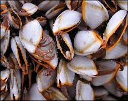   Lepas   anserifera Goose Barnacle