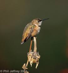   Rufous Hummingbird  