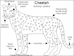   Cheetahs   Acinonyx jubatus are the    
