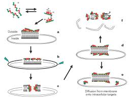 Antimicrobial peptides of - via Daymix
