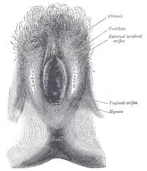 illustration of the vajayjay