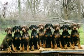      newest  Doberman Pinscher   Puppies    