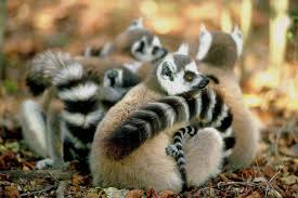   prosimians   com