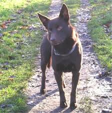   Australian Kelpie Australian      