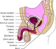 Teratoma of the  Testicle 