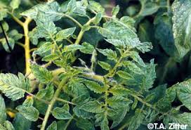 Tobacco Mosaic Virus on Tomato - via Daymix