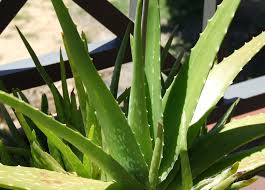  Aloe  vera