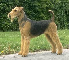   Airedale Terrier  