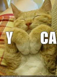 funny-pictures-ymca-cat.jpg