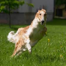   Borzoi    Borzoi   Picture