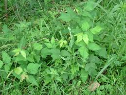 Poison Ivy