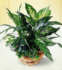 Green Plant - via Daymix