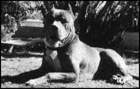 O  Bandog   ou Bandogge um c o de    