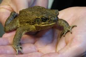   Cane toad   found in Adelaide