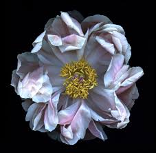 PEONY by Katinka Matson