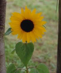 File:Sunflower as GIF.gif