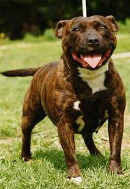O  Bandog   ou Bandogge um c o de    