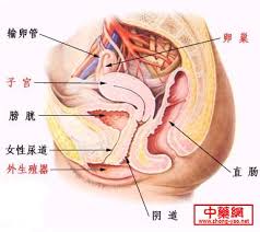 女性生殖性器彩图