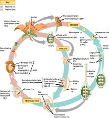 Angiosperm. - via Daymix