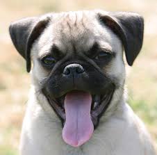 He has a Pug. - via Daymix