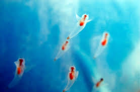 http://fenyu.org/wp-content/photos/2008/05/Clione_Limacina_Sea_angels.jpg