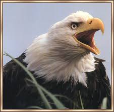 http://cas.bellarmine.edu/tietjen/images/aves_vertebrata.htm