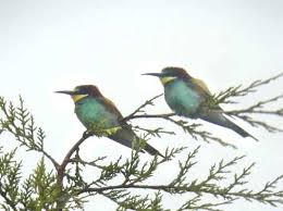       symbol meaning   of sunbirds