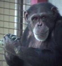   Animal   Language Research