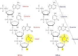 rna dna en gif Operon model