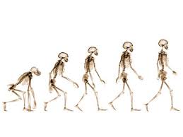 Human  evolution   speeding up