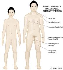 the process of puberty?