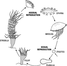 Medusan cnidarian  reproduction      
