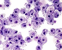 White blood cells