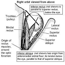 http://instruct.uwo.ca/anatomy/530/eyemuscl.gif