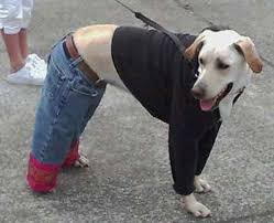 Cool  dogs   outfits is the answer 