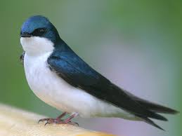 Not sure which swallow
