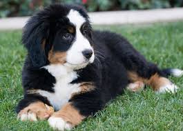  Bernese   Mountain Dog Puppy