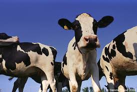 Three Cows - via Daymix