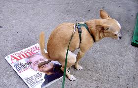 This is what Mr Chihuahua thinks of