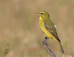 Brimstone  Canary  