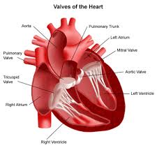 http://stemcellumbilicalcordblood.com/wp-content/uploads/2009/04/heart-valves.gif