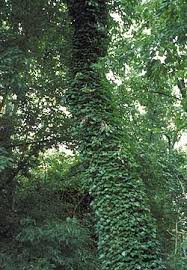 Don't let ivy escape or grow