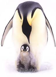 http://www.emperor-penguin.com/emperor.html