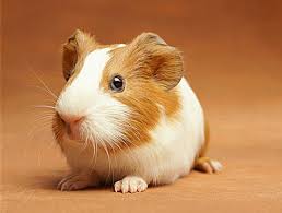 Guinea  Pig   Returned For Store Credit