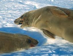 Seal