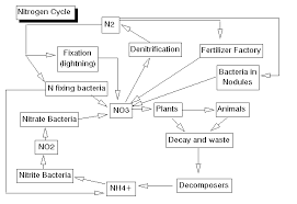   Nitrogen Cycle    Diagram  