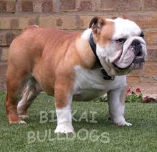 English Bulldog - via Daymix