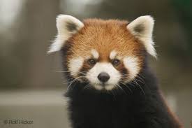 Funny  Animals  